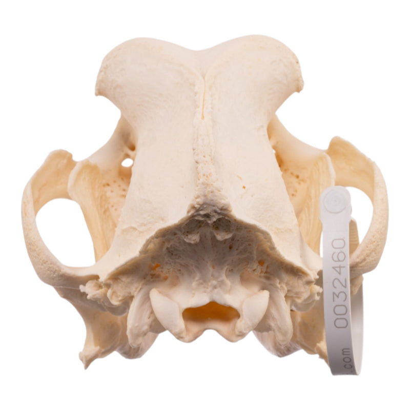 Real Domestic Dog - Saint Bernard Skull