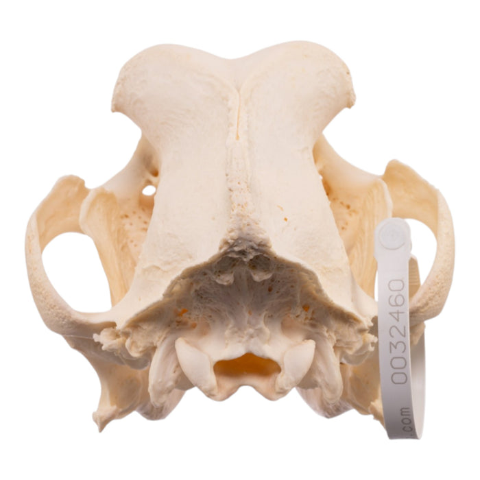 Real Domestic Dog - Saint Bernard Skull