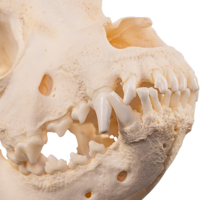Real Domestic Dog - Saint Bernard Skull