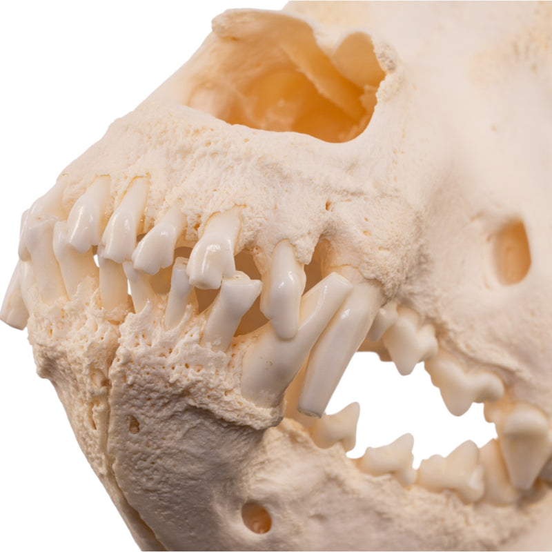 Real Domestic Dog - Saint Bernard Skull