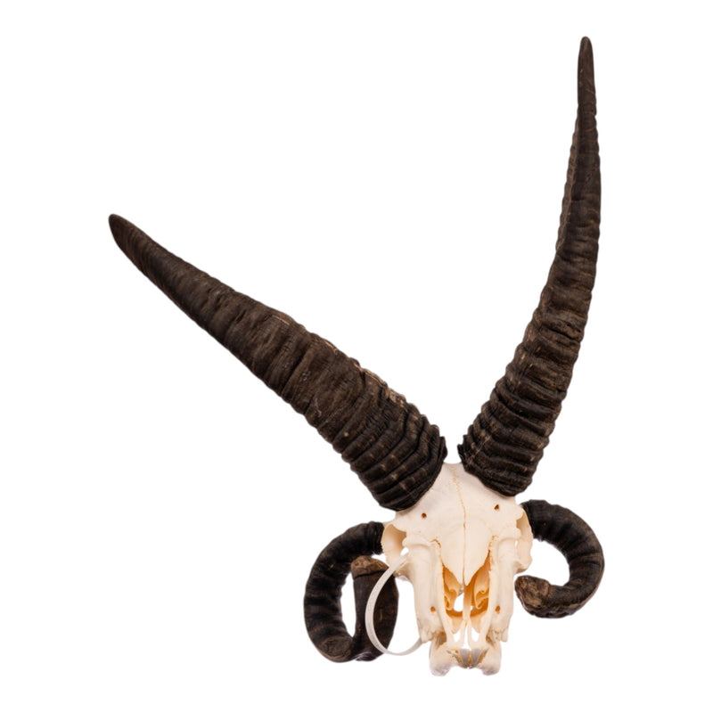 Real Four-horned Jacob Sheep Skull