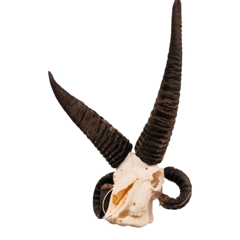 Real Four-horned Jacob Sheep Skull