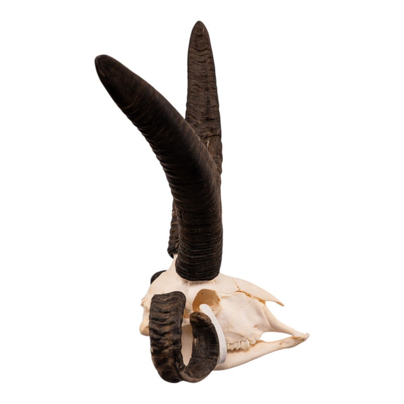 Real Four-horned Jacob Sheep Skull