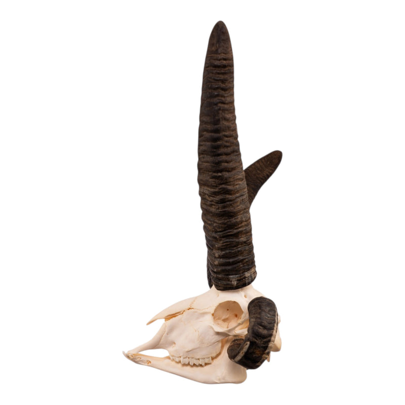 Real Four-horned Jacob Sheep Skull
