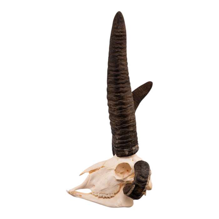Real Four-horned Jacob Sheep Skull