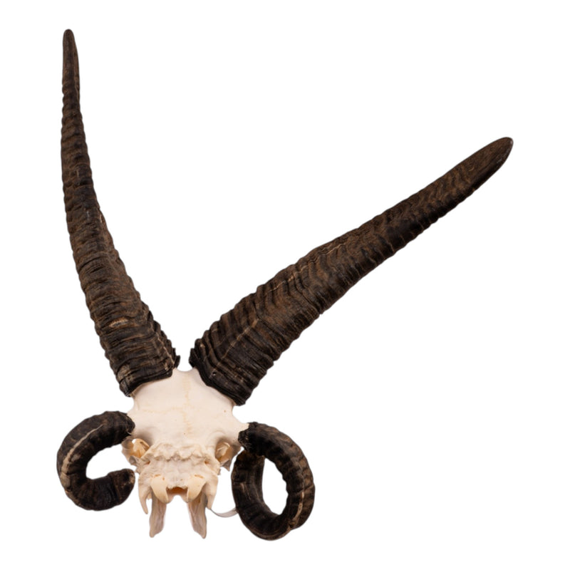 Real Four-horned Jacob Sheep Skull
