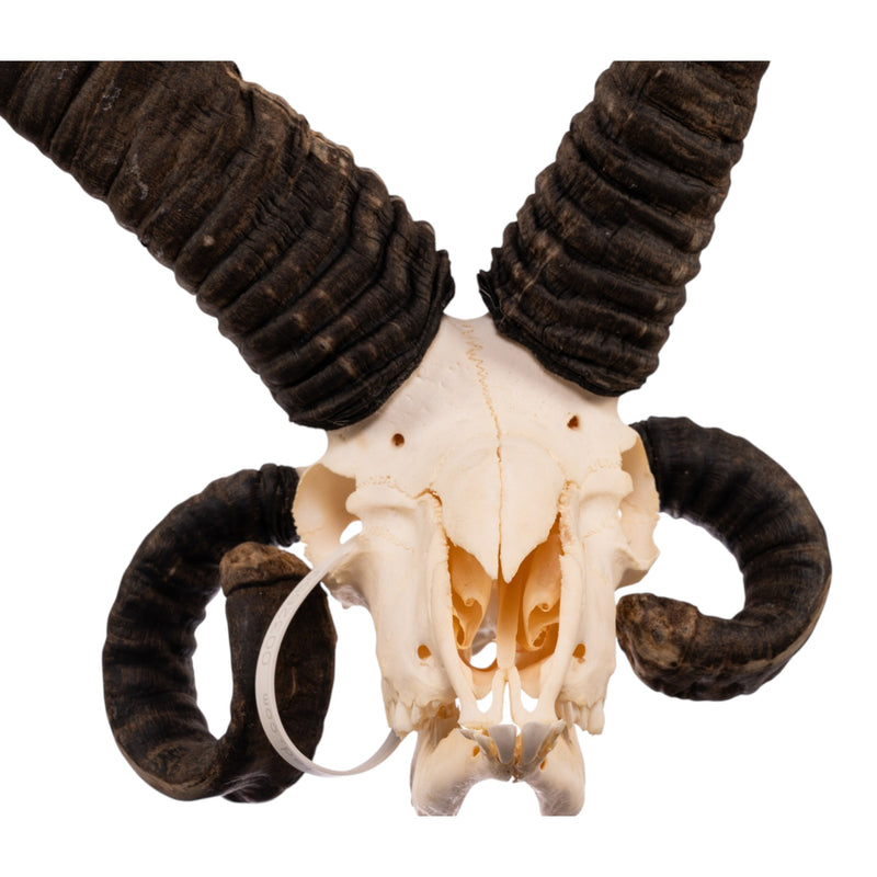 Real Four-horned Jacob Sheep Skull