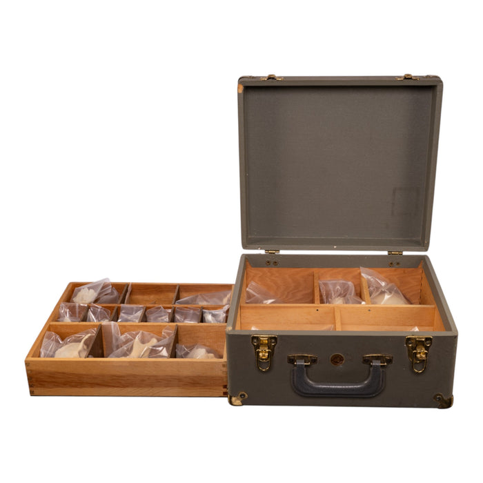 Real Human Skull Disarticulated with Case