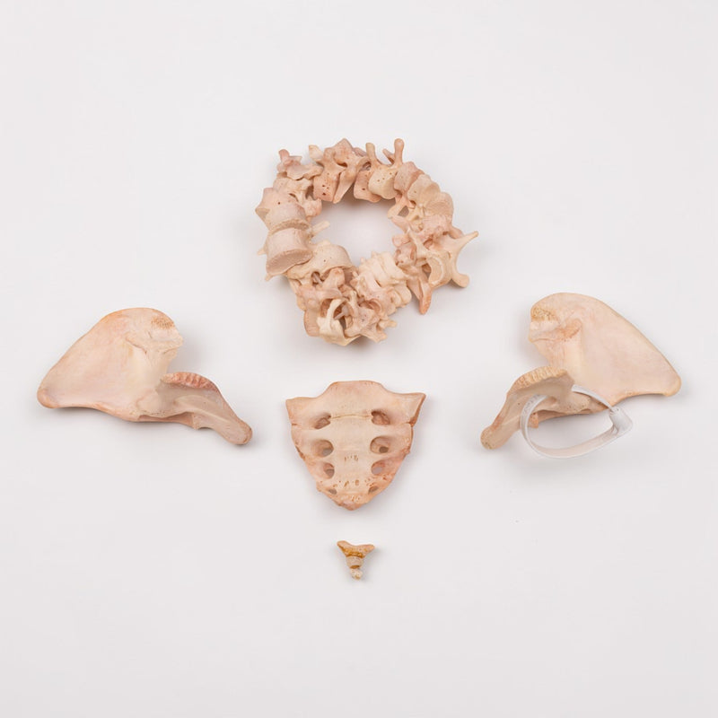 Real Human Spine, Sacrum, Ilium and Coccyx