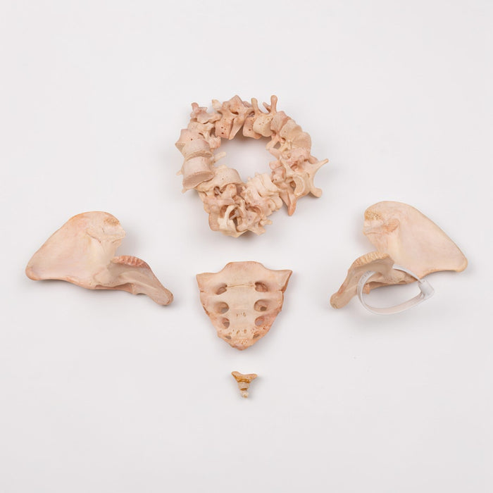 Real Human Spine, Sacrum, Ilium and Coccyx