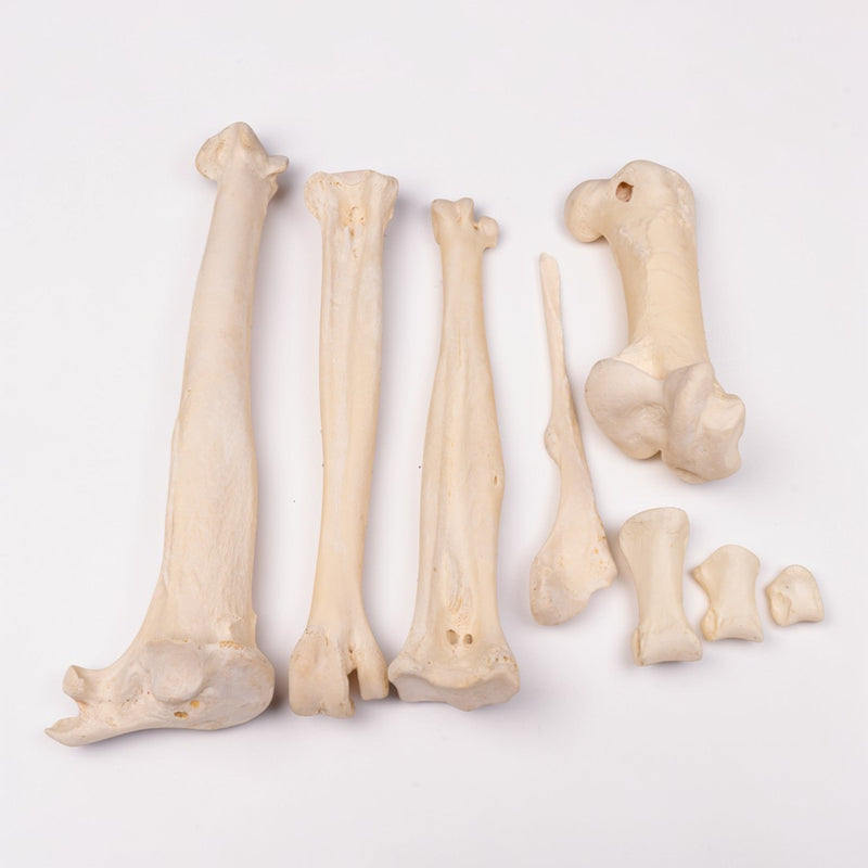 Real Bag-O Ostrich Bones