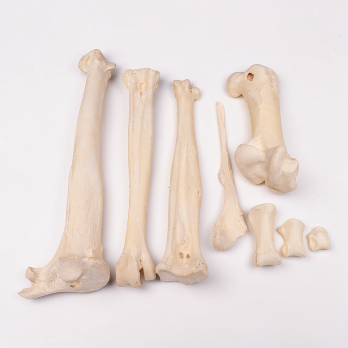 Real Bag-O Ostrich Bones