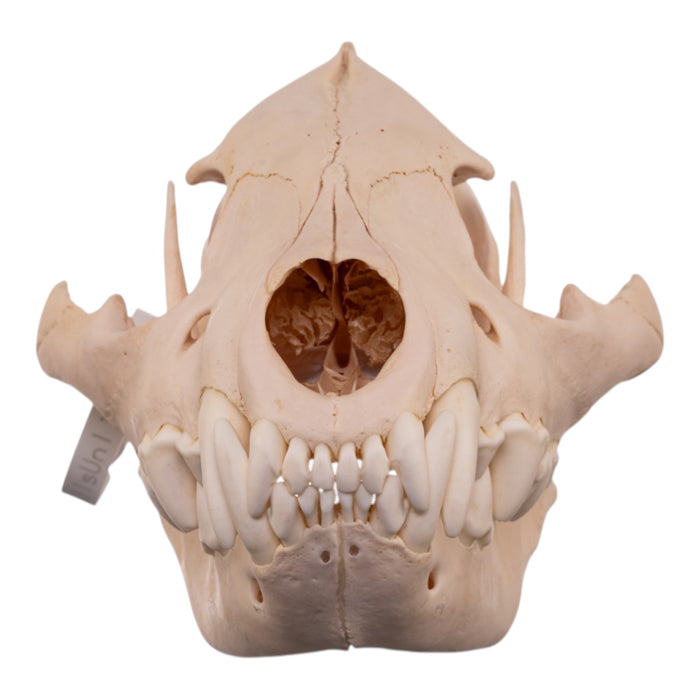 Real Spotted Hyena Skull