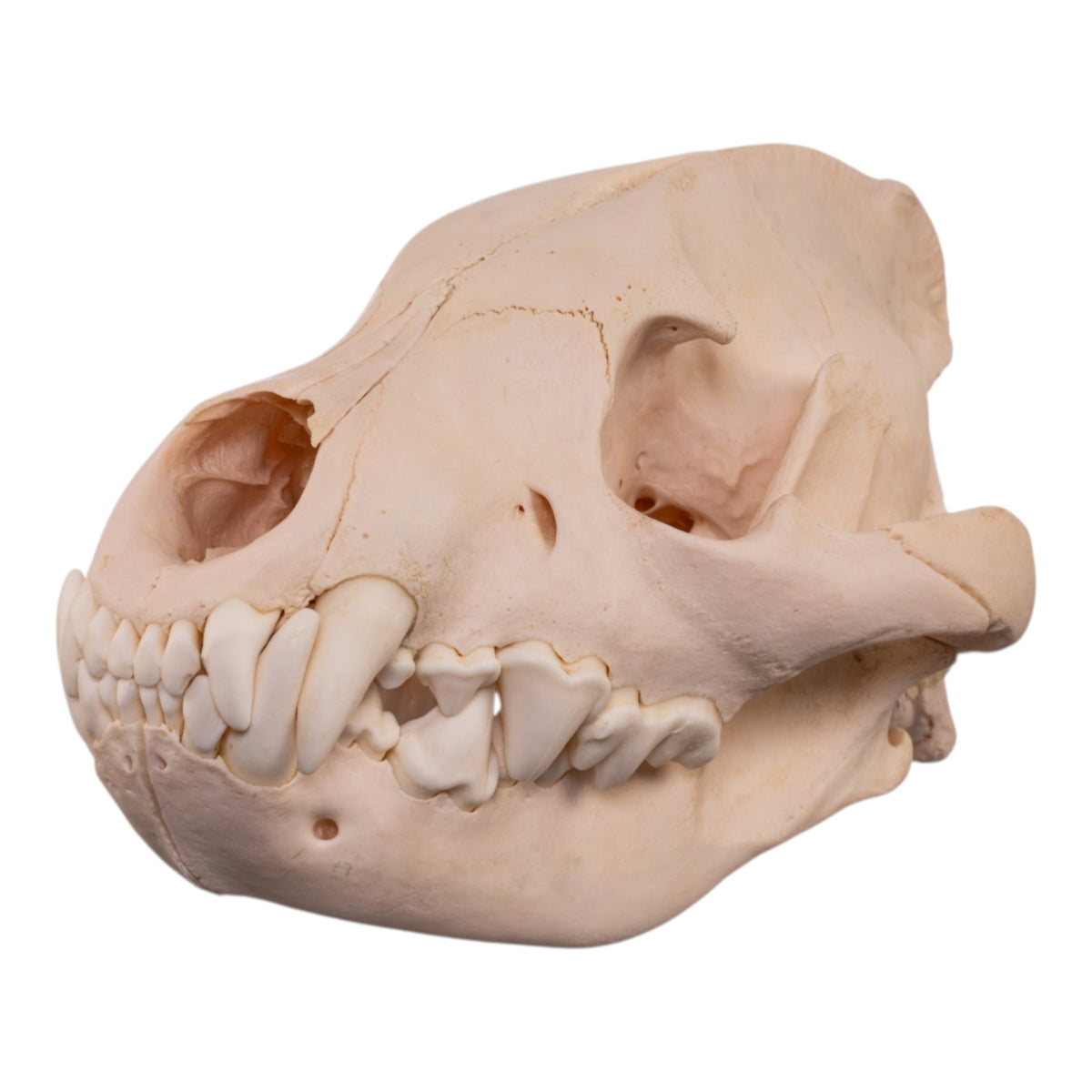 Real Spotted Hyena Skull