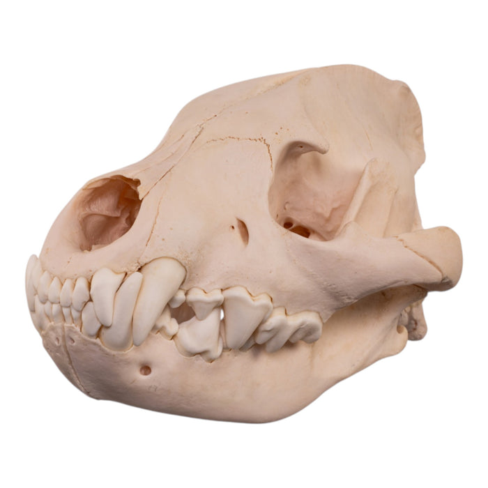 Real Spotted Hyena Skull