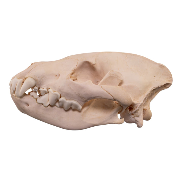 Real Spotted Hyena Skull