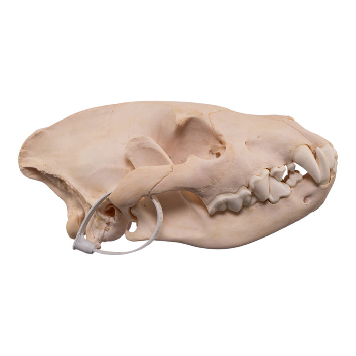 Real Spotted Hyena Skull
