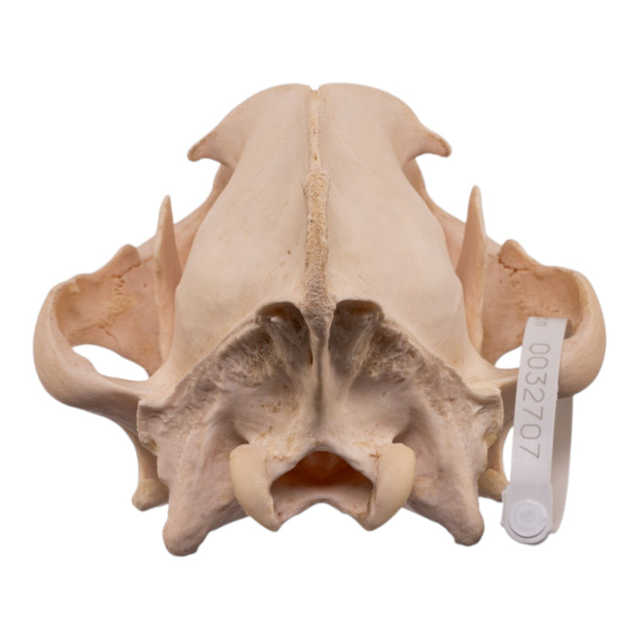 Real Spotted Hyena Skull