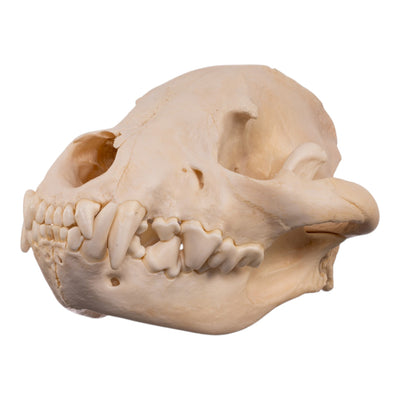Real Spotted Hyena Skull
