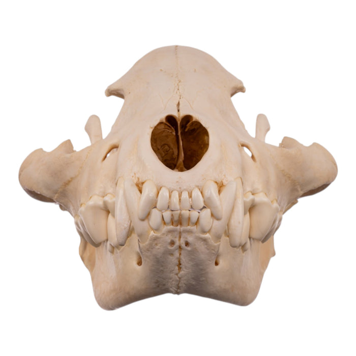 Real Spotted Hyena Skull