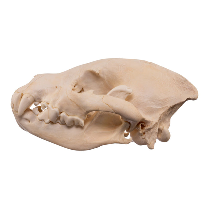 Real Spotted Hyena Skull