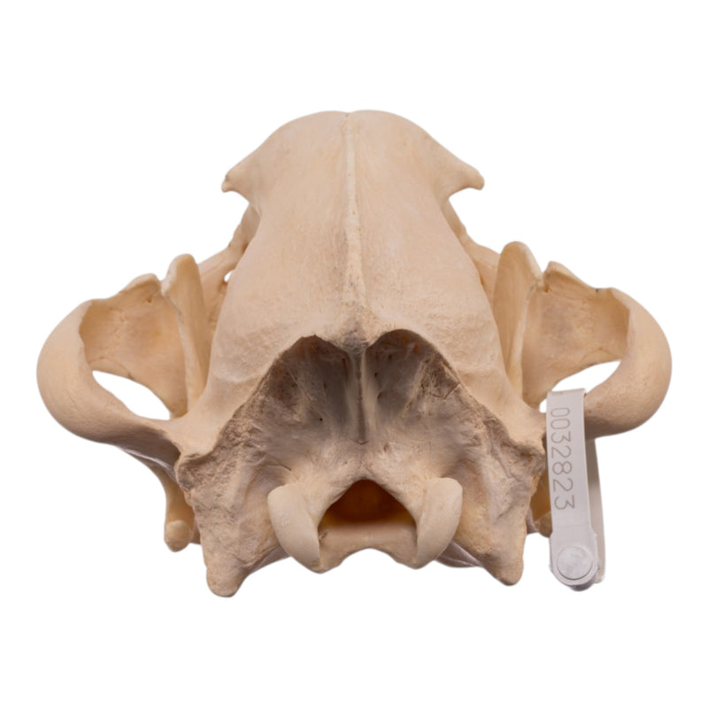 Real Spotted Hyena Skull