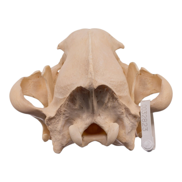 Real Spotted Hyena Skull