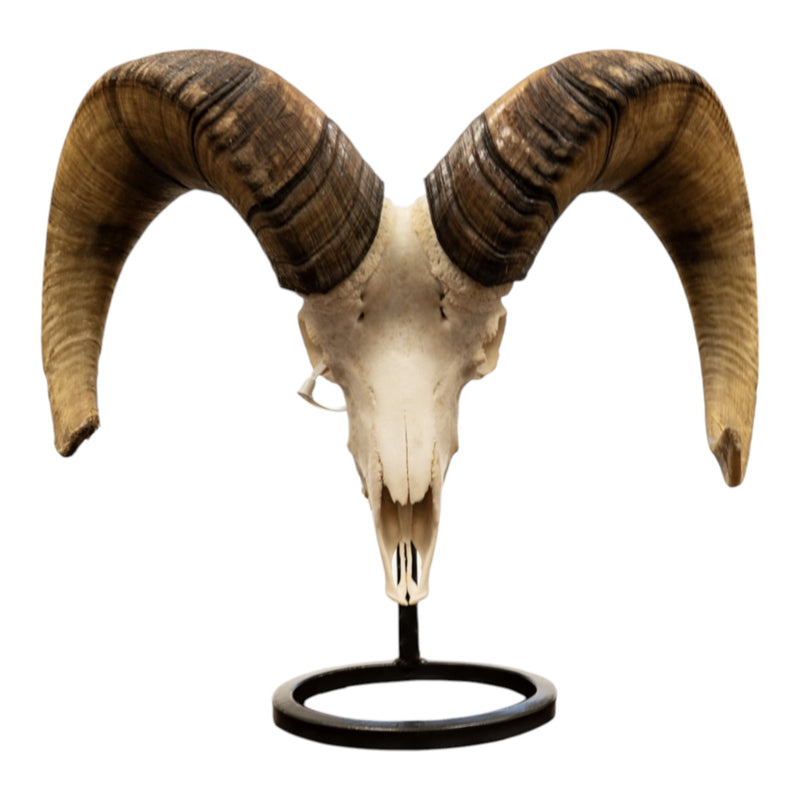 Metal Skull Mount - The Sheep Table Bracket