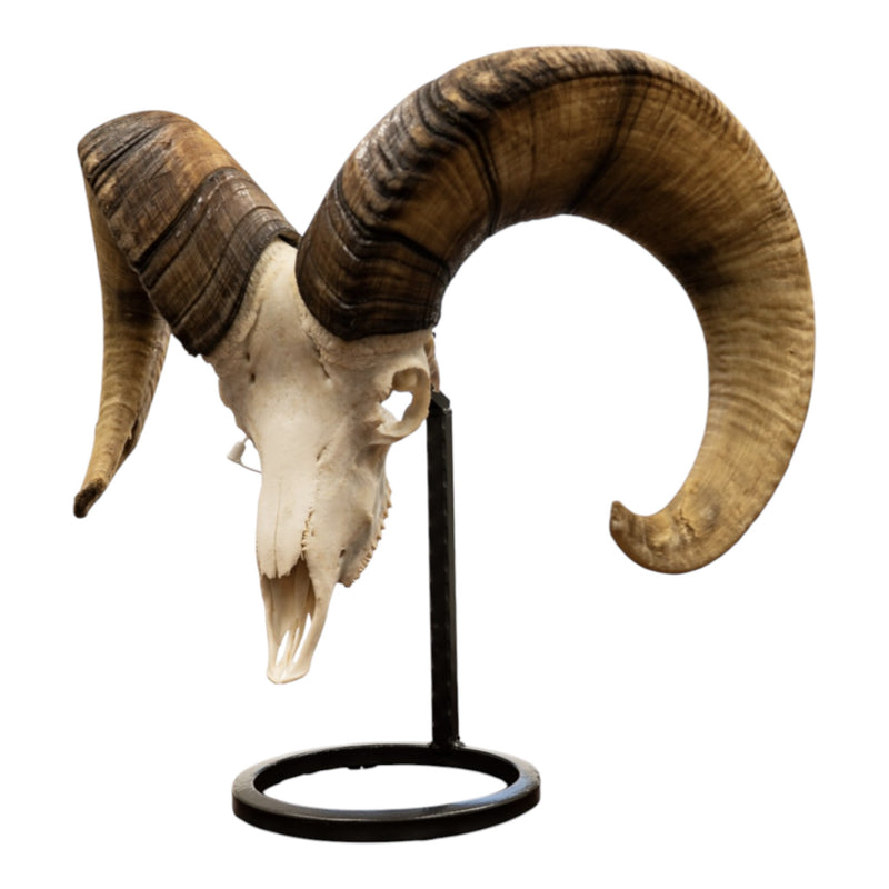 Metal Skull Mount - The Sheep Table Bracket