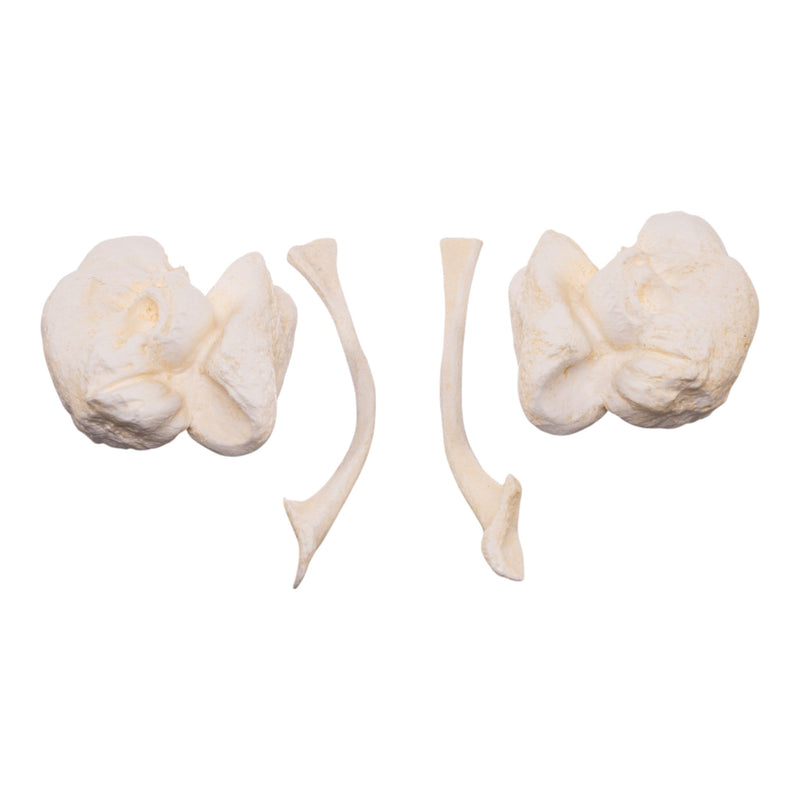 Replica Orca Ear Bones