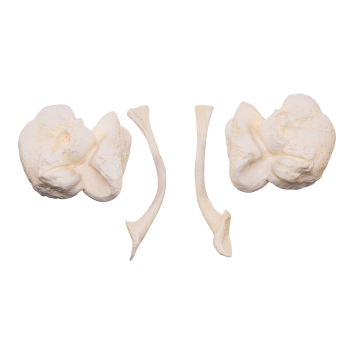 Replica Orca Ear Bones