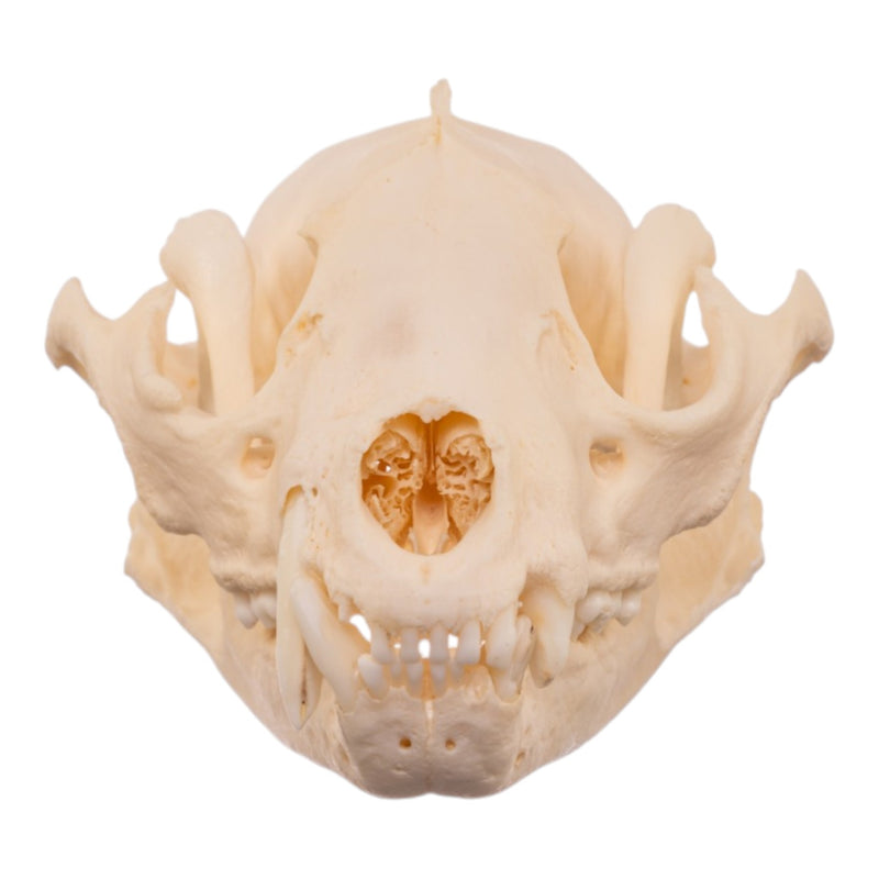 Real Raccoon Skull - Pathology