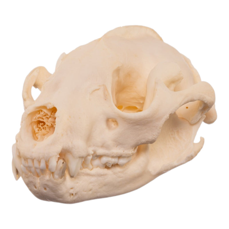 Real Raccoon Skull - Pathology