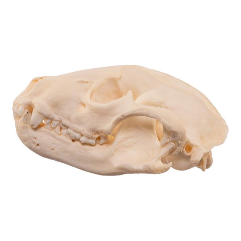 Real Raccoon Skull - Pathology