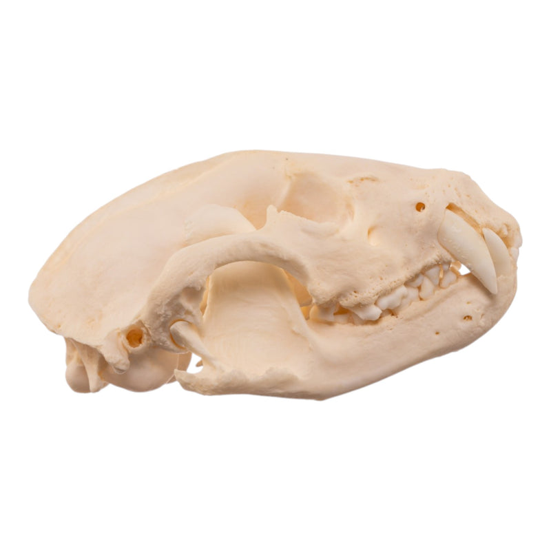 Real Raccoon Skull - Pathology