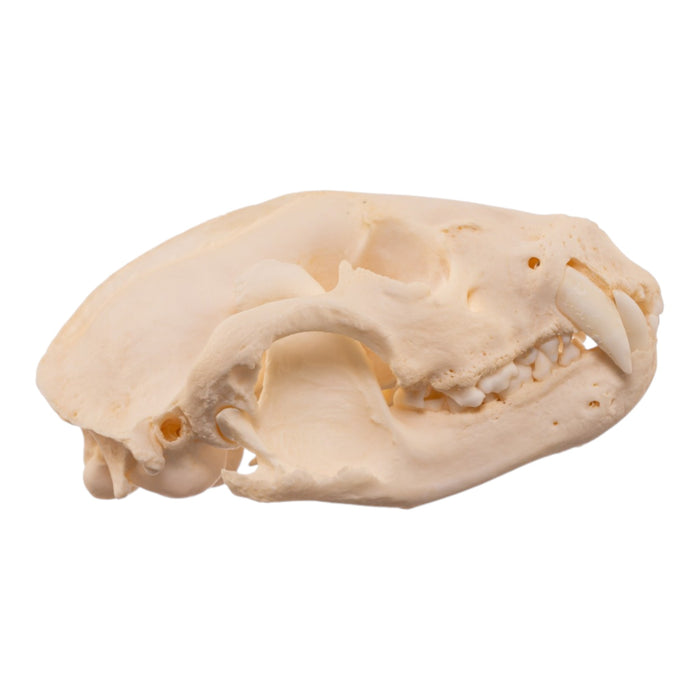Real American Badger Skull - Pathology