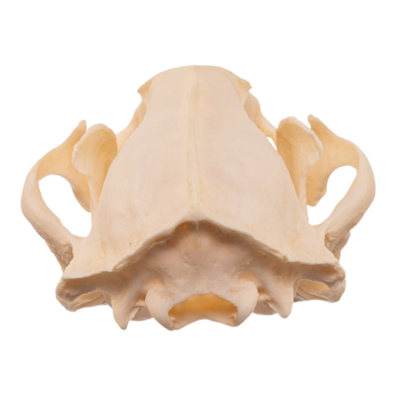 Real Raccoon Skull - Pathology