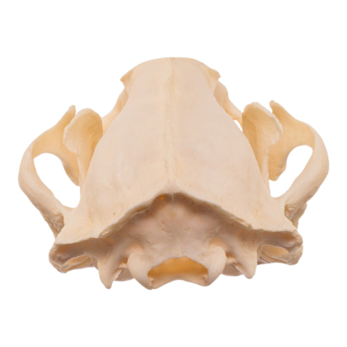 Real American Badger Skull - Pathology
