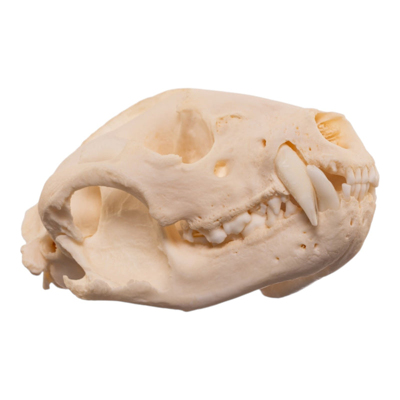 Real Raccoon Skull - Pathology