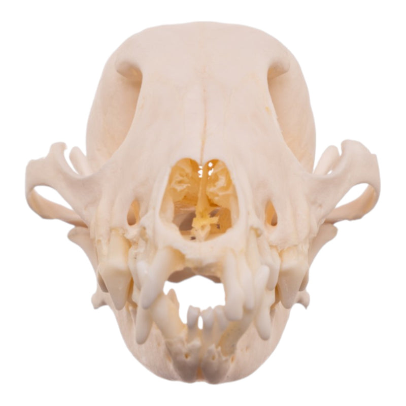 Real Domestic Dog - Shetland Sheepdog Skull