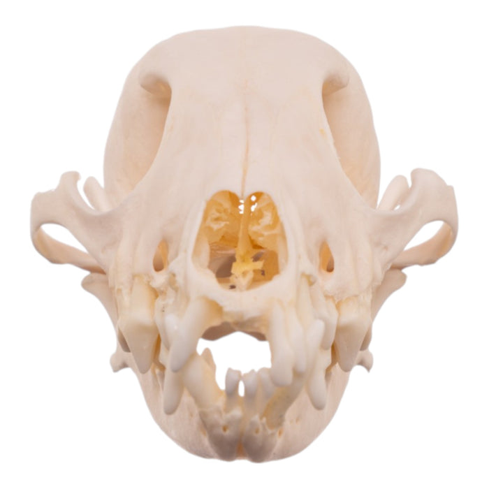 Real Domestic Dog - Shetland Sheepdog Skull