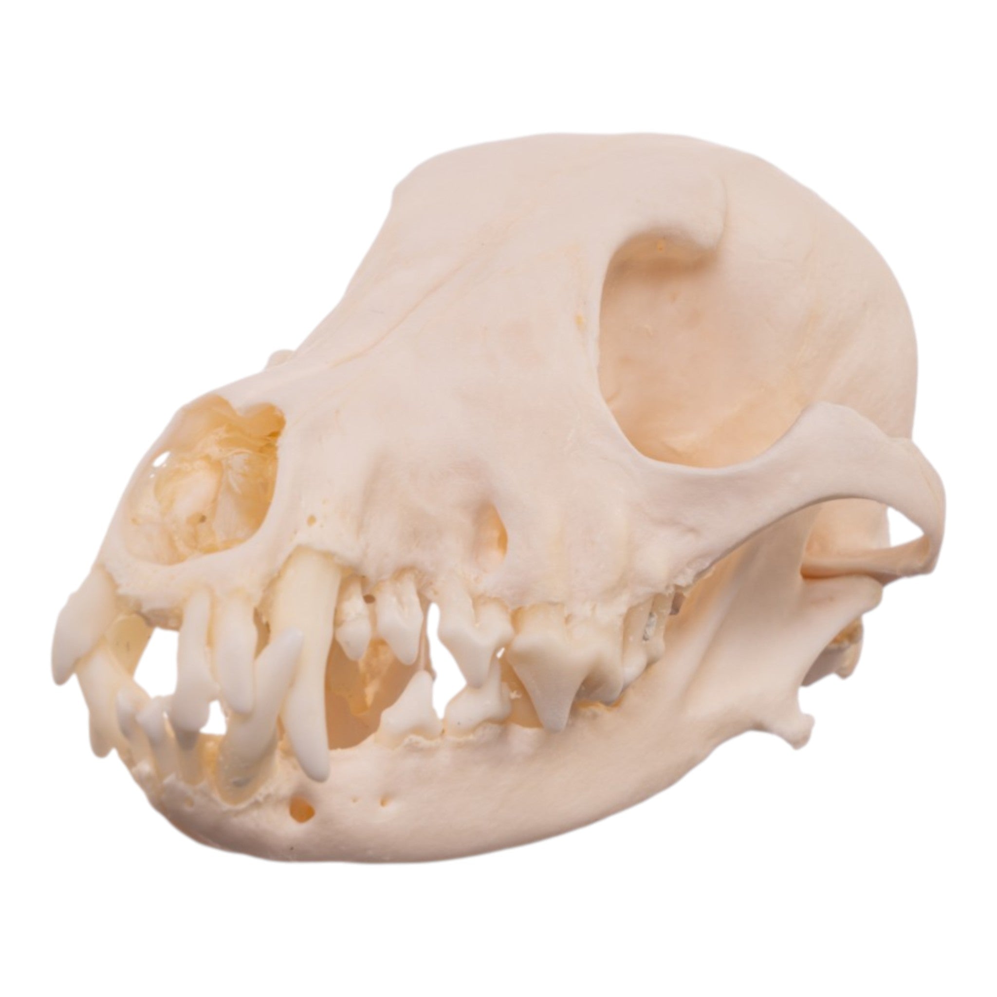 Real Domestic Dog - Shetland Sheepdog Skull For Sale — Skulls