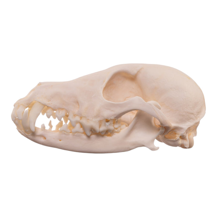 Real Domestic Dog - Shetland Sheepdog Skull