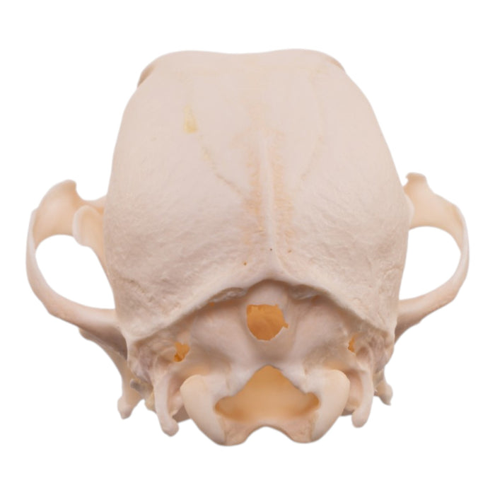 Real Domestic Dog - Shetland Sheepdog Skull