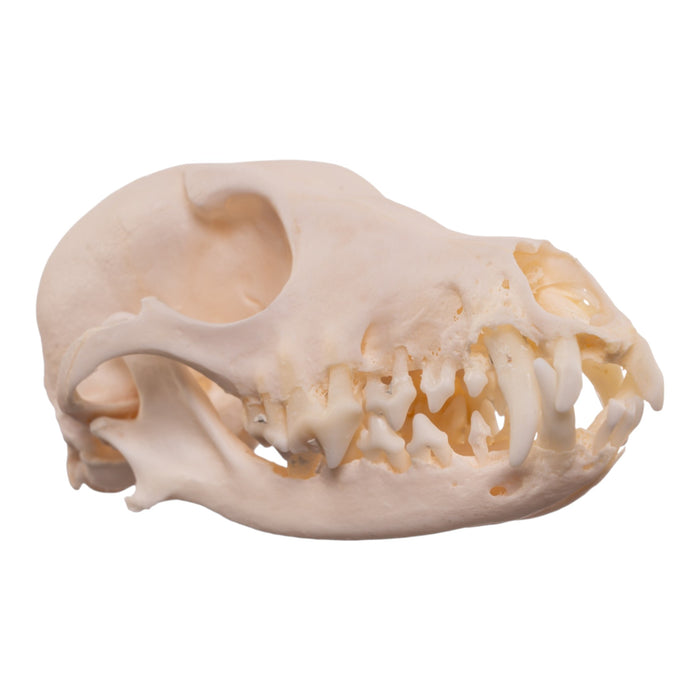 Real Domestic Dog - Shetland Sheepdog Skull
