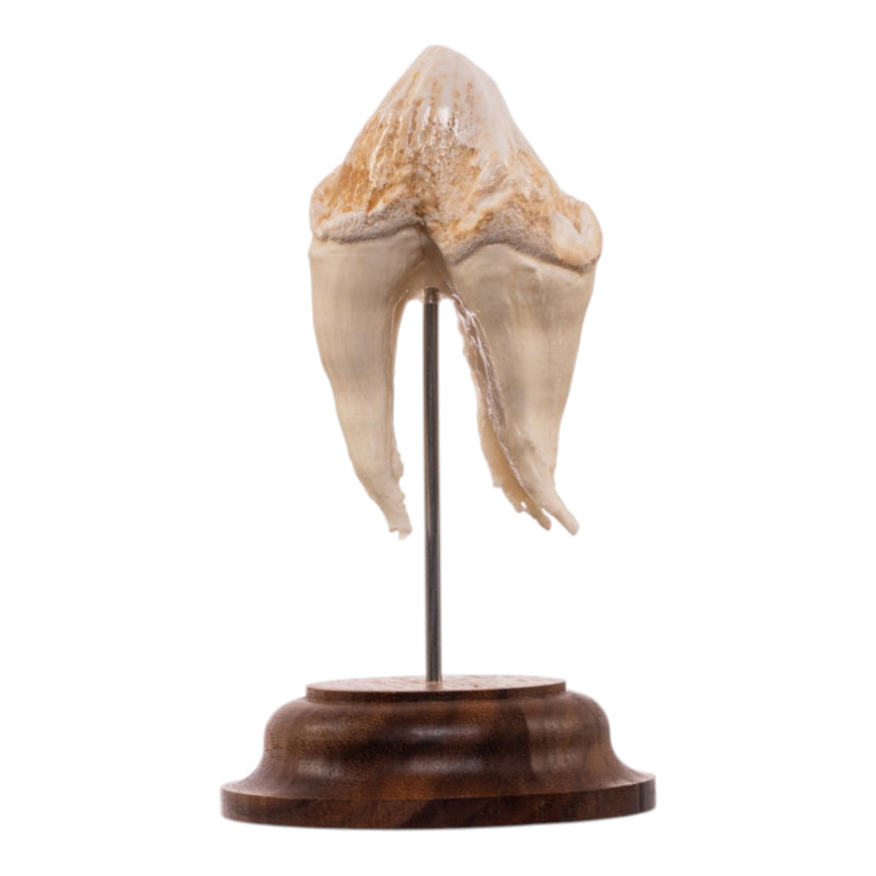 Real Hippopotamus Tooth on Stand