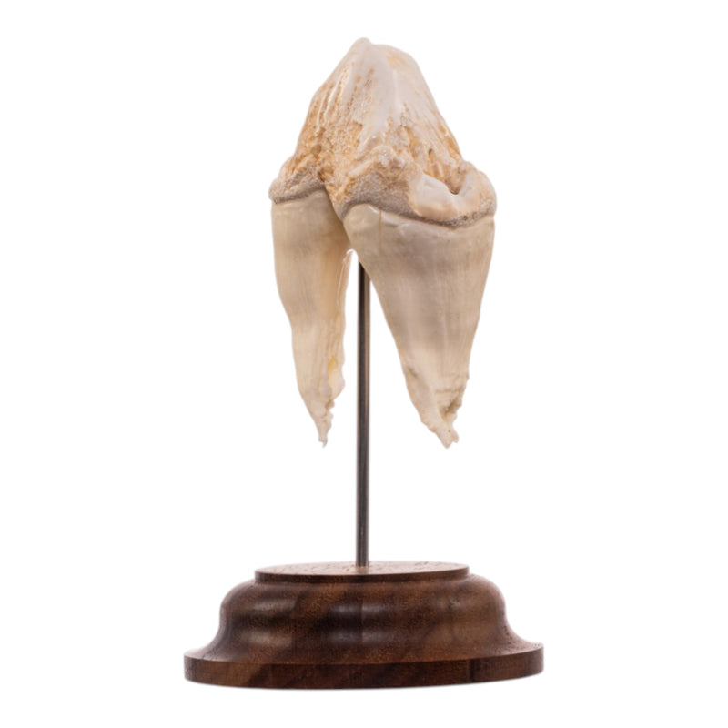 Real Hippopotamus Tooth on Stand