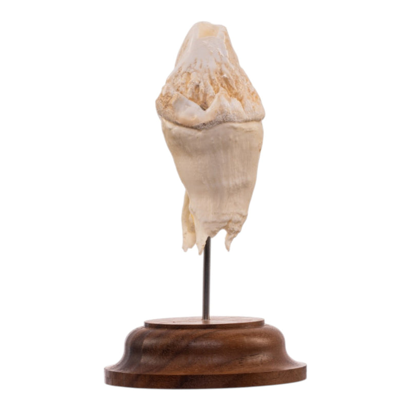 Real Hippopotamus Tooth on Stand