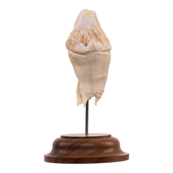 Real Hippopotamus Tooth on Stand
