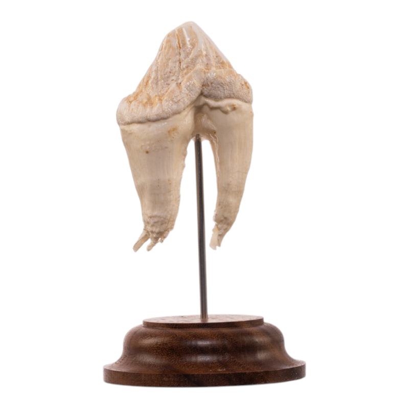 Real Hippopotamus Tooth on Stand